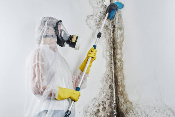 Best White Mold Remediation in Coral Terrace, FL