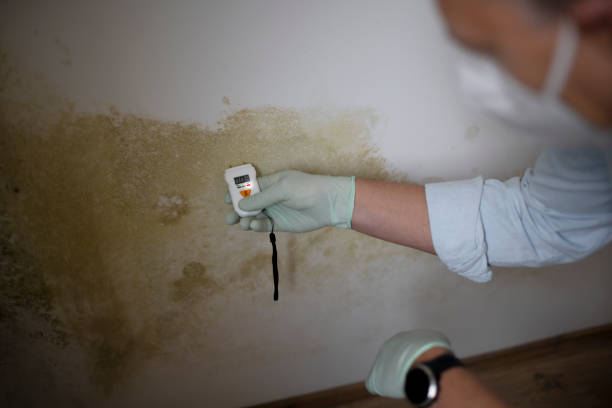 Best Mold Testing and Inspection Services in Coral Terrace, FL