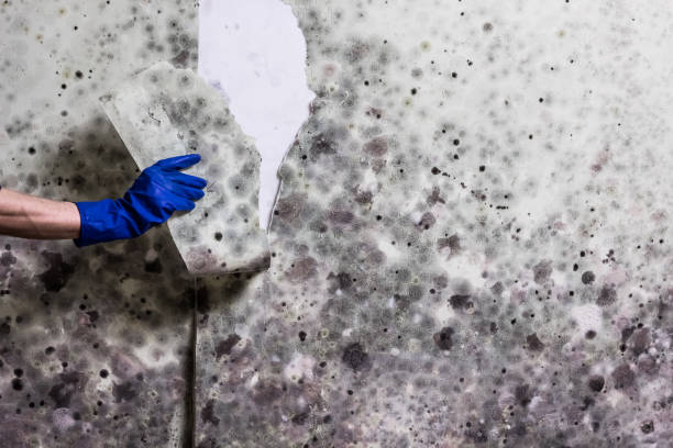 Best Mold Remediation for Schools in Coral Terrace, FL